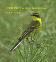 긴발톱할미새 Yellow Wagtail