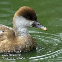 Red-crested Pochard Netta rufina