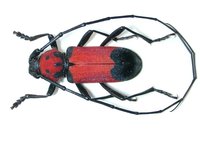 Purpuricenus desfontainii desfontainii