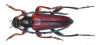 Stictoleptura erythroptera