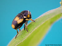 Cryptocephalus moraei var. bivittatus