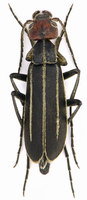 Epicauta erythrocephala