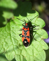 Lygaeus equestris