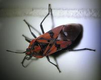 Spilostethus pandurus
