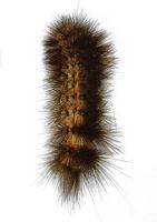 Cycnia luctuosa