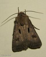 Agrotis exclamationis - Heart & Dart