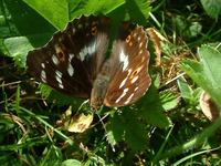 Apatura ilia - Lesser Purple Emperor