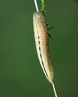 Hipparchia fagi - Woodland Grayling