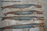 Sudis hyalina, :