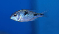 Trematocranus placodon, : fisheries, aquarium