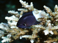 Chromis margaritifer, Bicolor chromis: aquarium