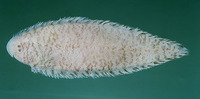 Cynoglossus kopsii, Shortheaded tonguesole: