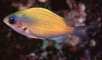 Chromis ovalis, Hawaiian chromis: aquarium