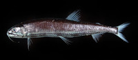 Astronesthes chrysophekadion, :