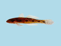 Glossogobius bicirrhosus, :