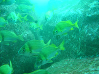 Anisotremus caesius, Silvergrey grunt: fisheries