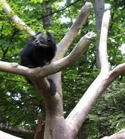 Image of: Arctictis binturong (binturong)