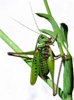 Decticus verrucivorus - Wart-biter