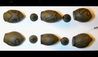 Haaniella muelleri muelleri