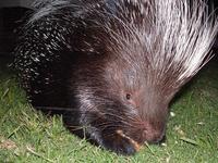 Image of: Hystrix africaeaustralis (Cape porcupine)