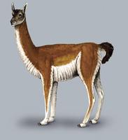 Image of: Lama guanicoe (guanaco)