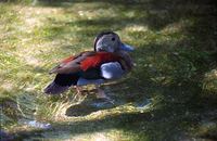 Callonetta leucophrys - Ringed Teal