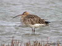 Numenius arquata - Eurasian Curlew