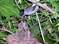 Sylvia atricapilla - Blackcap