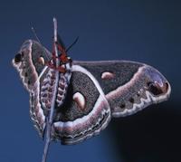 Image of: Hyalophora cecropia