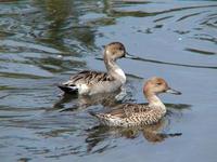 Image of: Anas acuta (northern pintail)