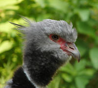 Image of: Chauna torquata (southern screamer)