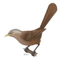 Image of: Garritornis isidorei (Isidore's rufous babbler)