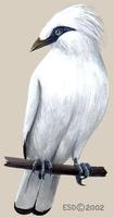 Image of: Leucopsar rothschildi (Bali myna)