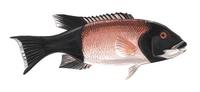 Image of: Semicossyphus pulcher (California sheephead)