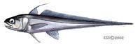 Image of: Steindachneria argentea (luminous hake)