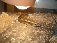 Chalcides ocellatus