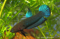 betta persephone.from Johor(CRITICALLY ENDANGERED)