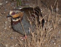 White-necklaced Partridge - Arborophila gingica