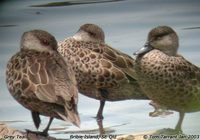 Grey Teal - Anas gracilis