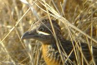 Sumba Buttonquail - Turnix everetti