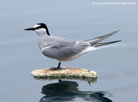 Aleutian - Sterna aleutica