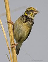 Black-breasted Weaver - Ploceus benghalensis