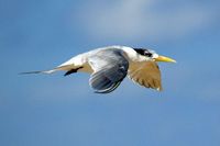 Crested Tern