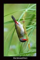 Red browed Finch