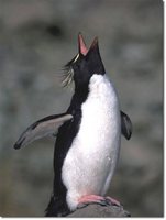 Rockhopper Penguin - Eudyptes chrysocome