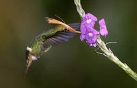 Rufous-crested Coquette (Lophornis delattrei) photo