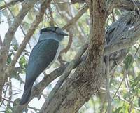 Cuckoo-Roller (Leptosomus discolor) photo