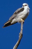 Australian Kite - Elanus axillaris