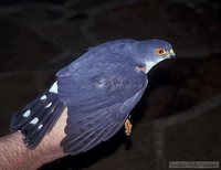 Little Sparrowhawk - Accipiter minullus