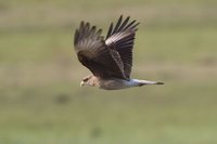 Chimango Caracara - Milvago chimango